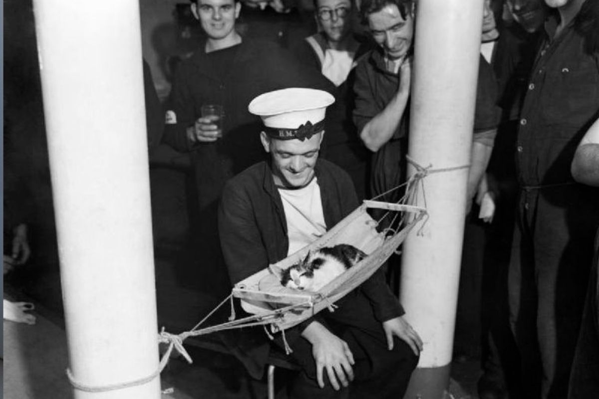 Sailors and a cat in a hammock