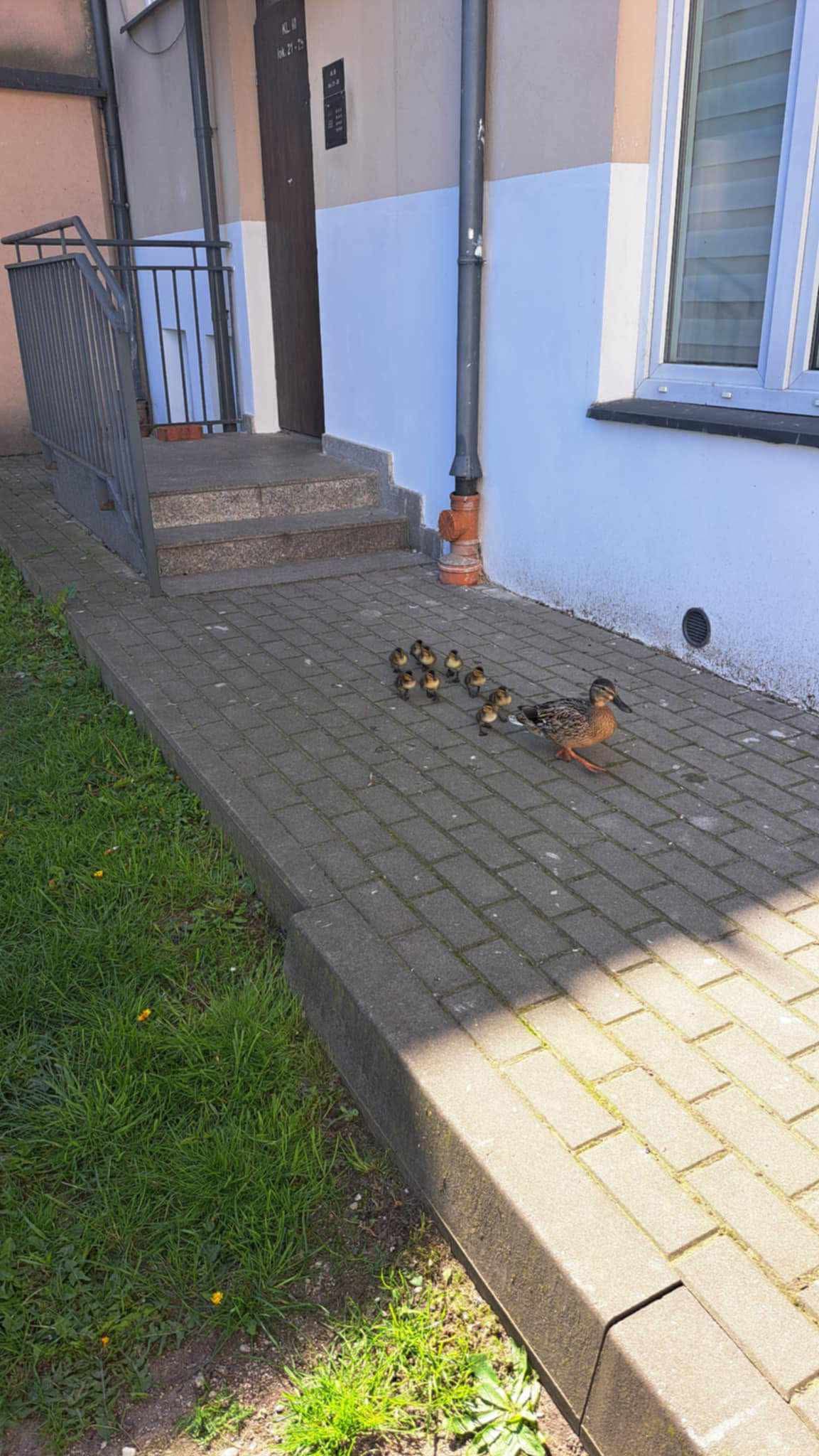 Kacza rodzina już bezpieczna