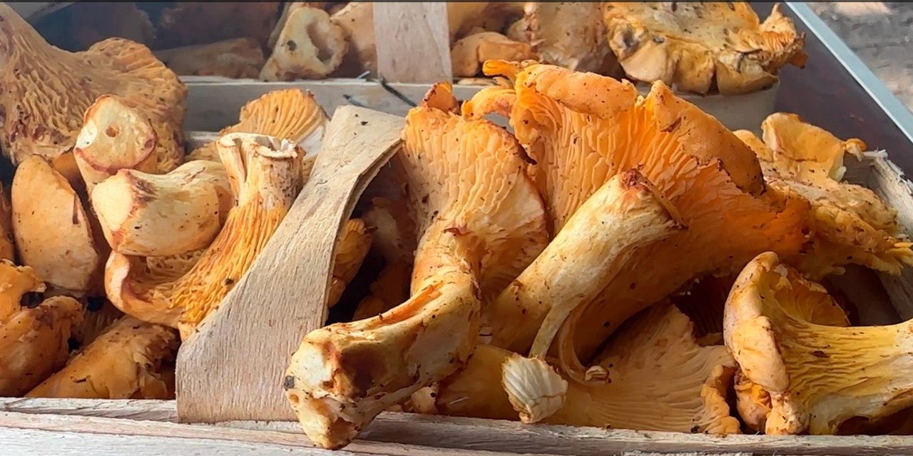 Nawet 60 zł za kilogram! Kurki wróciły do lasów i na targowiska