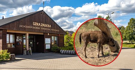 Poppy – najmłodsza mieszkanka Dzikiej Zagrody w Jabłonowie