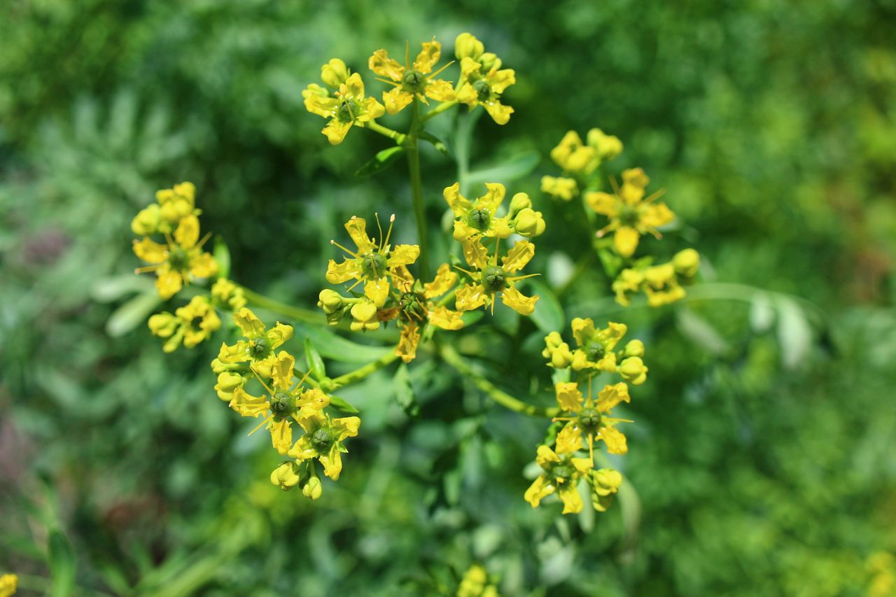 Common rue will repel snails