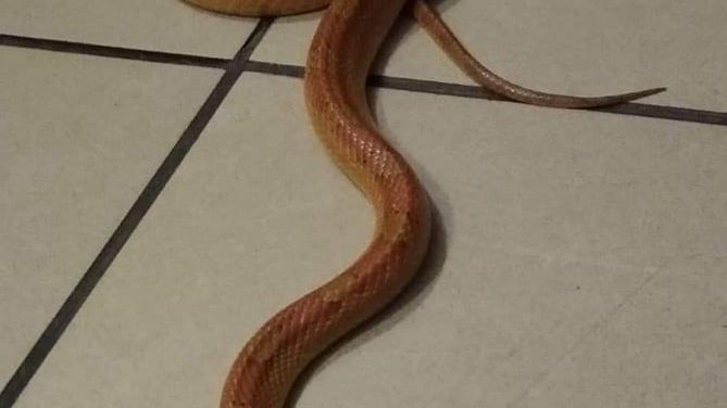 Sosnowiec. Straż miejska schwytała węża zbożowego. 