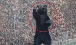 Leśnik stał i nagrywał. "On po prostu wie, co zdrowe"