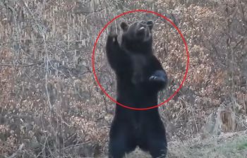 Leśnik stał i nagrywał. "On po prostu wie, co zdrowe"