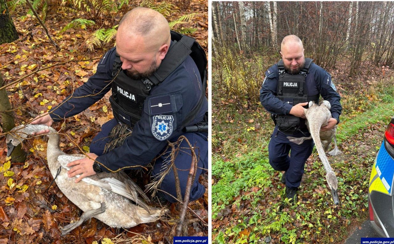 Ameryka: Łabędź zaplątany w sznurek uratowany przez policjantów