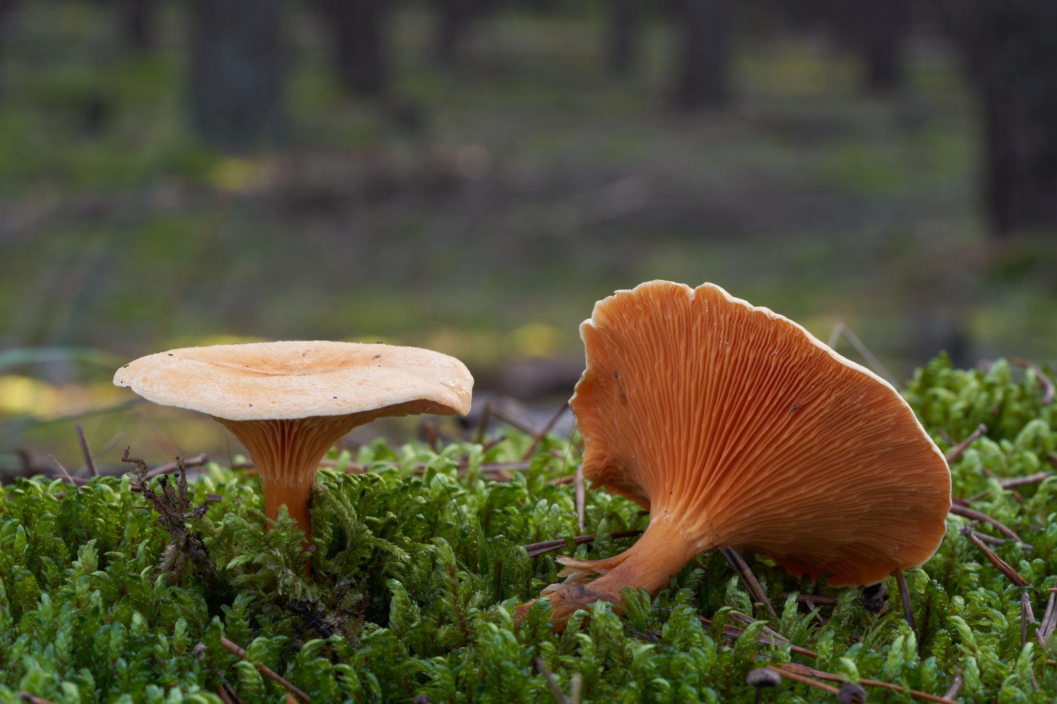 Lisówka pomarańczowa (Hygrophoropsis aurantiaca)