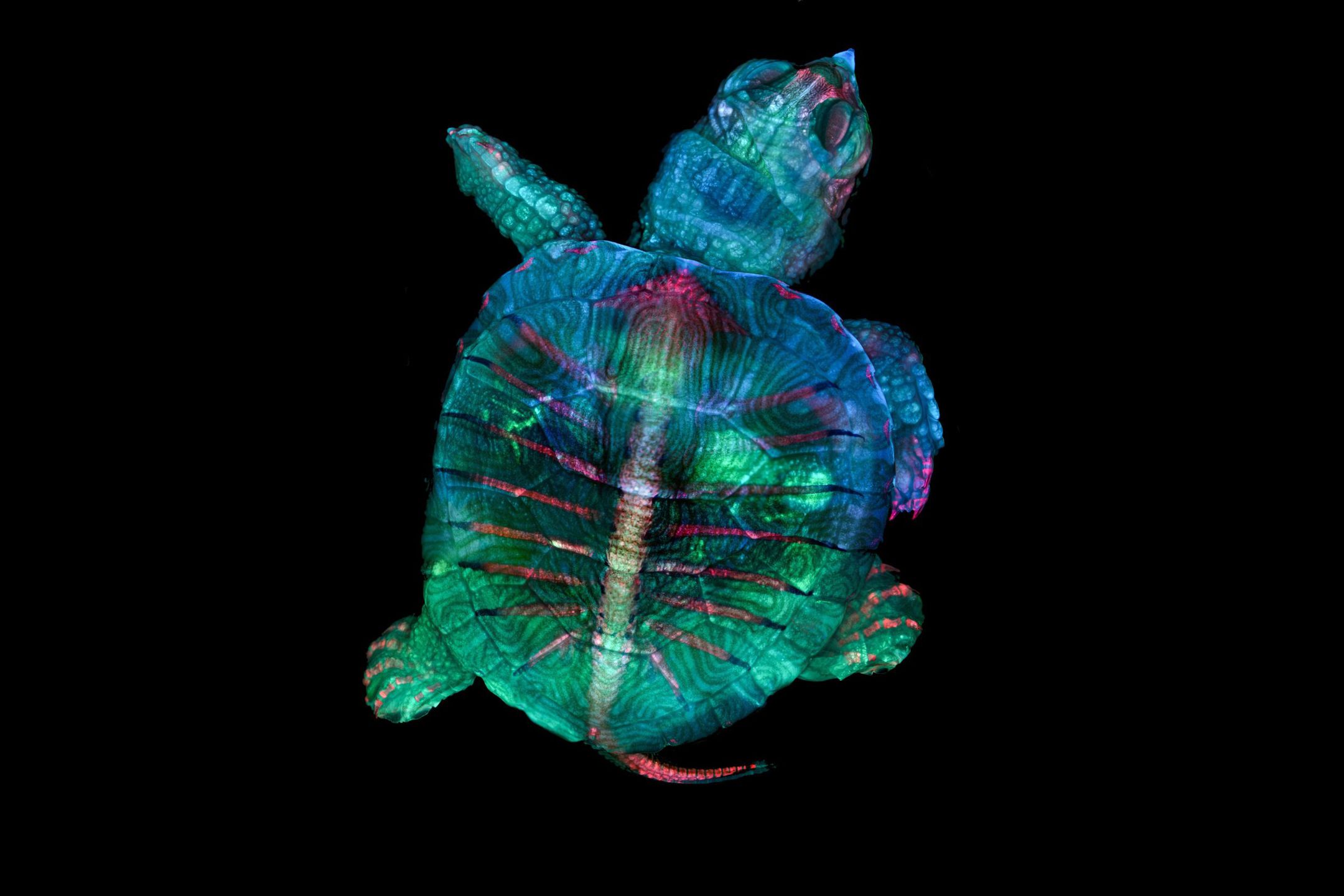 Nikon Small World: zachwycający świat mikrofotografii. Polak w czołówce 1