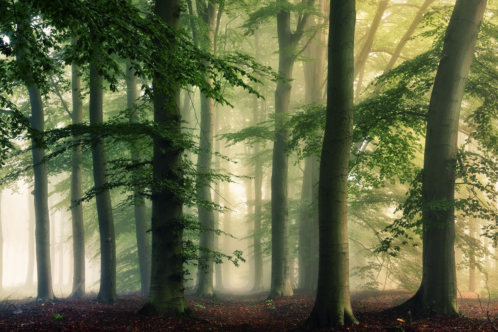 Leśne scenerie z magiczną atmosferą na zdjęciach Martina Podta 11