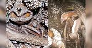 Człowiek z Altamury. Jest kluczem do tajemnicy neandertalczyków?