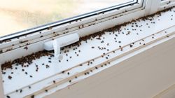 Budzą się z nadejściem wiosny. Nadleśnictwo Baligród ostrzega