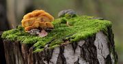 Supermoc grzybów. Od zagadek kryminalnych przez produkcję butów po lek na nowotwór