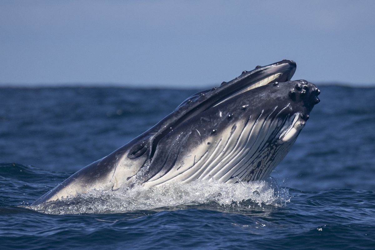 Wieloryby są największymi zwierzętami zamieszkującymi Ziemię
