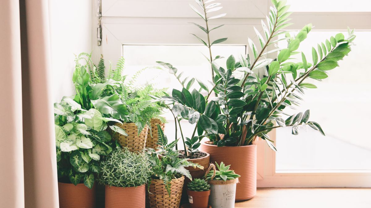 Te rośliny rosną ekspresowo