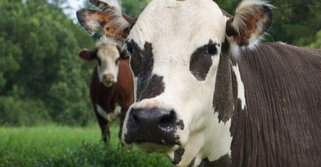 Choroba niebieskiego języka sieje spustoszenie. Jak ją pokonać?