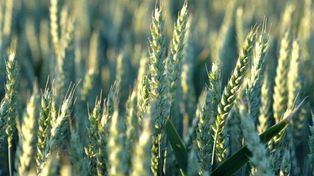 Pozostałości pestycydów w pszenicy: co wykazały kontrole PIORiN i analizy laboratoryjne?