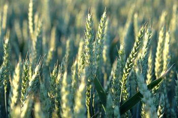 Pozostałości pestycydów w pszenicy: co wykazały kontrole PIORiN i analizy laboratoryjne?