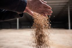 Spór o ukraińskie zboże. Polska koalicja mocno okrojona?