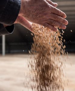 Spór o ukraińskie zboże. Polska koalicja mocno okrojona?