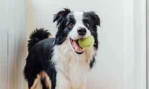 Trener psów ostrzega. Nie baw się z psem piłką tenisową
