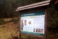 Sudety. Sprzyjają zapylaczom. Wędrówki tropem dzikich pszczół