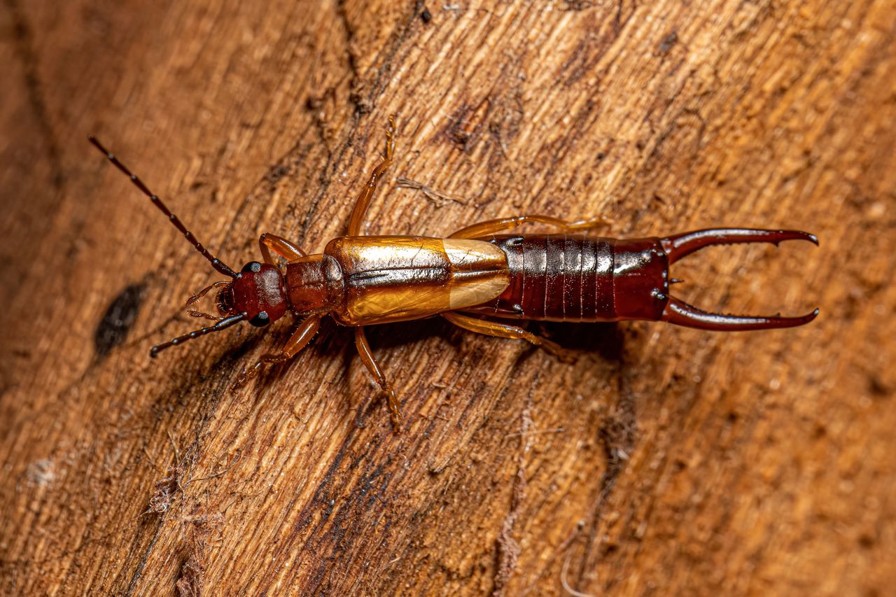 How to repel earwigs from your home naturally and safely