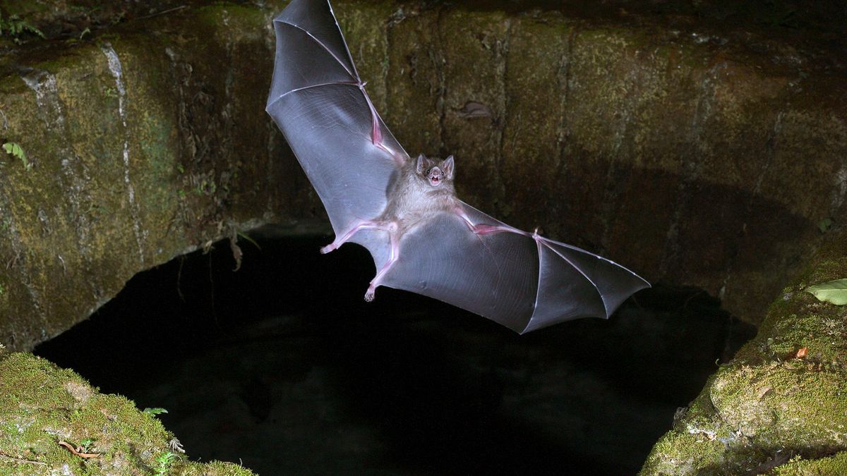 Polskie nietoperze mają nietypowe zwyczaje.