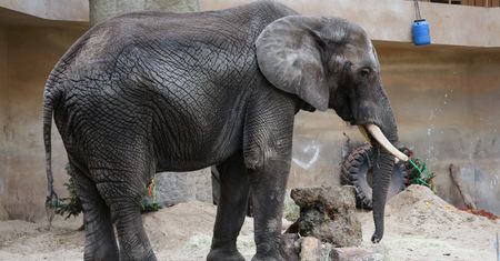 Wielka radość w warszawskim zoo. Słoń Leon skończył 25 lat