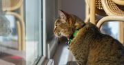Kot „płacze” przy drzwiach balkonowych? To nie tylko prośba o wyjście
