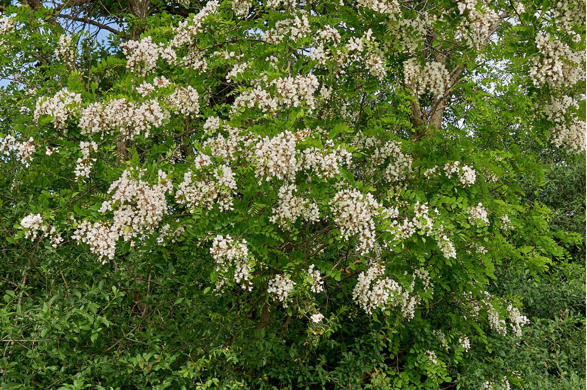 Robinia akacjowa jest gatunkiem inwazyjnym. 