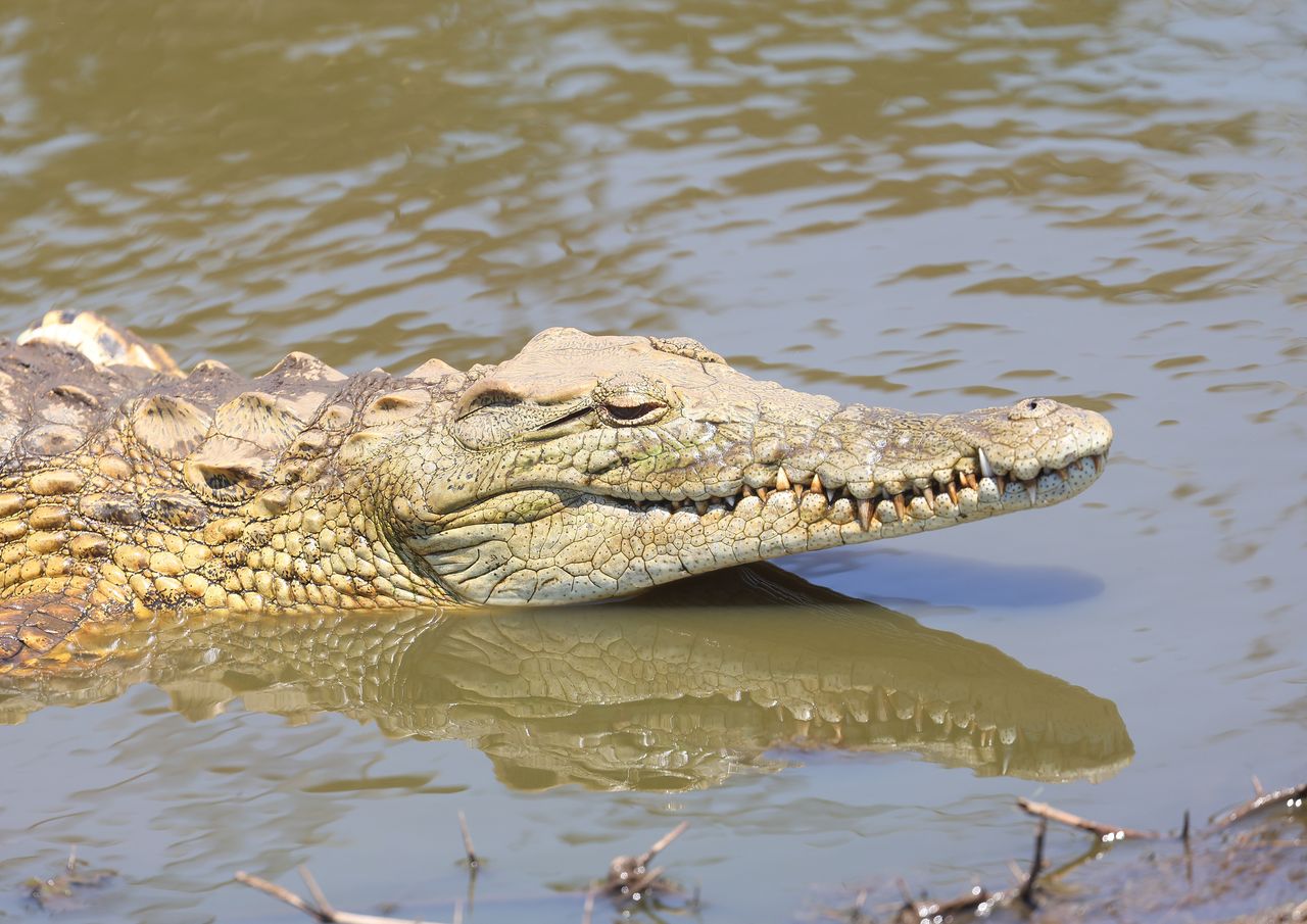 Nile crocodile (crocodylus niloticus). (Photo by: Delwasse JP/Alpaca/Andia/Universal Images Group via Getty Images)