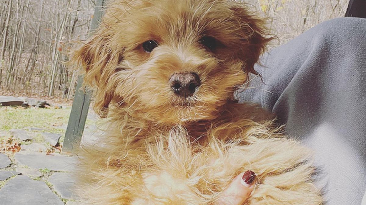 Niewidomy szczeniak został uratowany z pseudo hodowli