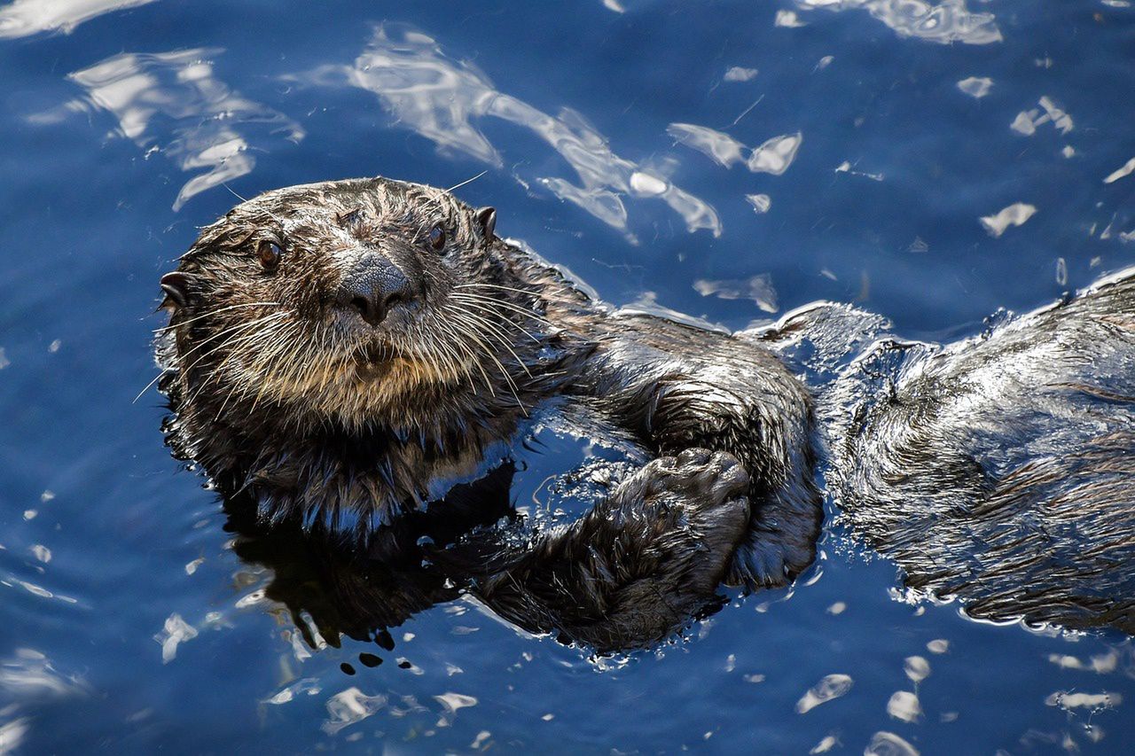 Tajemniczy pasożyt zabija wydry morskie. Może być groźny dla ludzi
