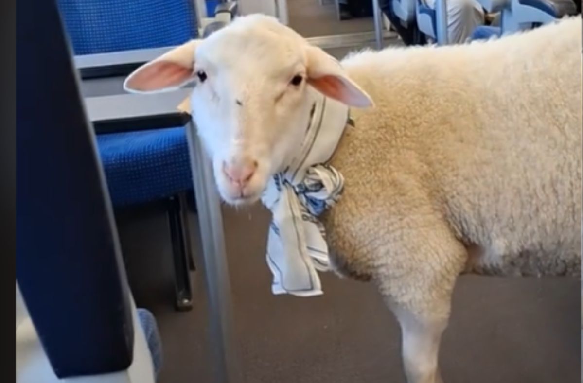 TikTok's sheep: Unusual pet trend catches train travelers' hearts