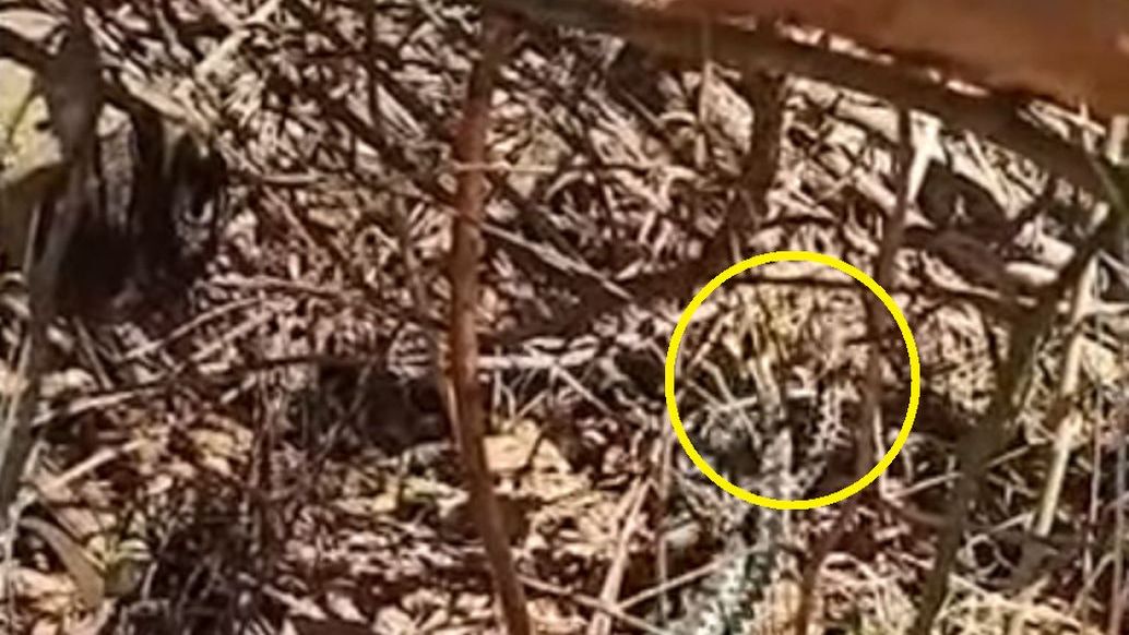 U żmii trwa okres godowy