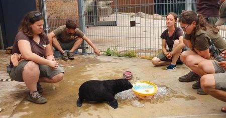Wrocław. Młody kotik ma już imię. To najmłodszy mieszkaniec ZOO