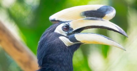 Cud we wrocławskim zoo. Jako jedyny ogród zoologiczny na świecie rozmnożył ptaka, który może wyginąć za 10 lat