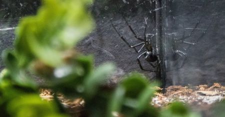 Australia: Po pożarach i powodziach przyszedł czas na kolejną klęskę. Tym razem będzie to inwazja jadowitych pająków