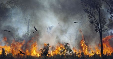 Pożary w Afryce są inne niż te w Australii