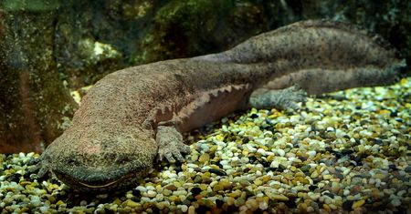 Nowy gatunek odkryty w londyńskim zoo. Może okazać się największym płazem na świecie
