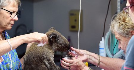 Australia: Smutne informacje na temat Lewisa – koali uratowanego z pożaru