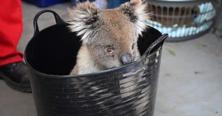 Australia. Wycinka eukaliptusów przyniosła śmierć dziesiątkom koali