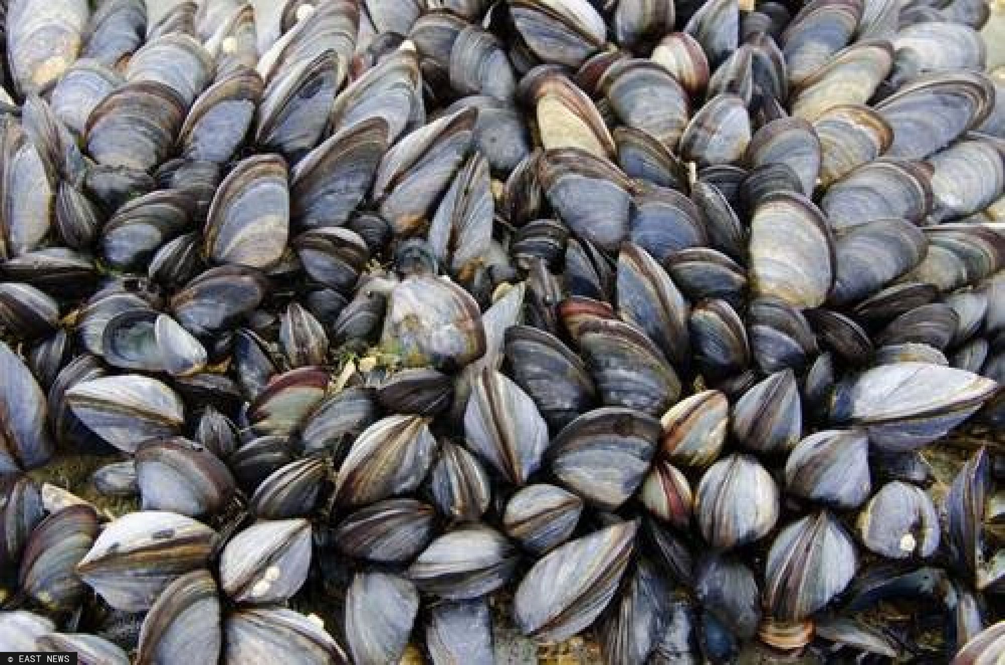 Małże wyrzucone na plaży w Nowej Zelandii. 