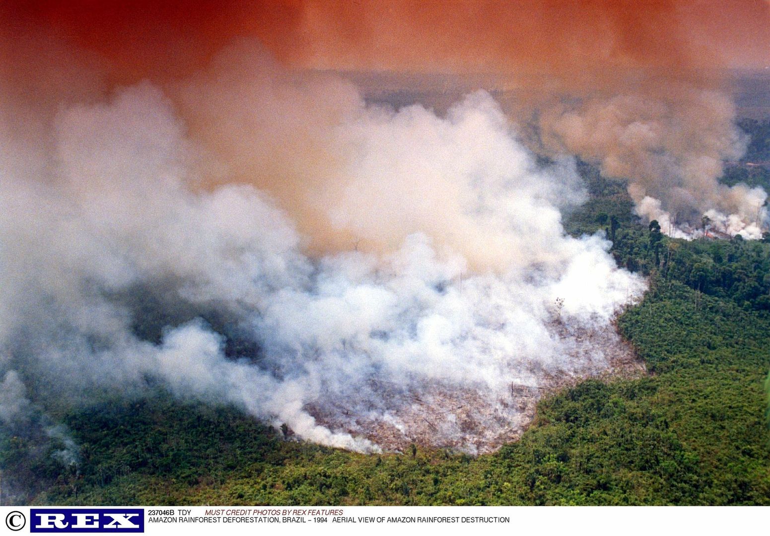 #UgaśmyPłucaŚwiata: Pożar w Amazonii. WWF i Greenpeace zajęły stanowisko: globalna tragedia