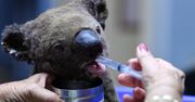 Australia: Koala to już wymarły gatunek? Eksperci komentują