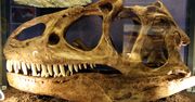 Odkryto nowy gatunek mięsożernego dinozaura. Przez wiele lat pozostawał niezauważony
