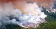 #UgaśmyPłucaŚwiata: Pożar w Amazonii. WWF i Greenpeace zajęły stanowisko: globalna tragedia