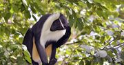 Zmiany klimatyczne coraz groźniejsze. IUCN dodała do "Czerwonej Listy" aż 7 000 gatunków zwierząt, ryb i roślin