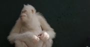 Jedyny na świecie orangutan albinos uchwycony na zdjęciach w lasach Borneo