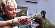 WWF Australia odsłania prawdę o "funkcjonalnym wymarciu" koali. Mamy komentarz ekspertów