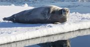 Zaskakujące badanie ssaków morskich. Pozwoli zrozumieć zmiany klimatyczne na Arktyce